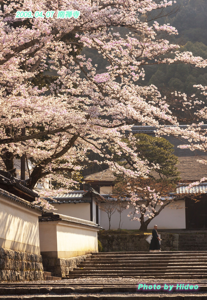 京都の桜（２００９年の２）