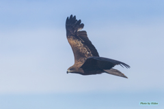 トビの滑空