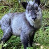 怪我をしたニホンカモシカ