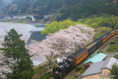 大井川鉄道SLと桜４