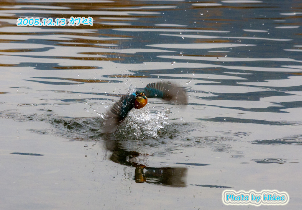 力強いカワセミ