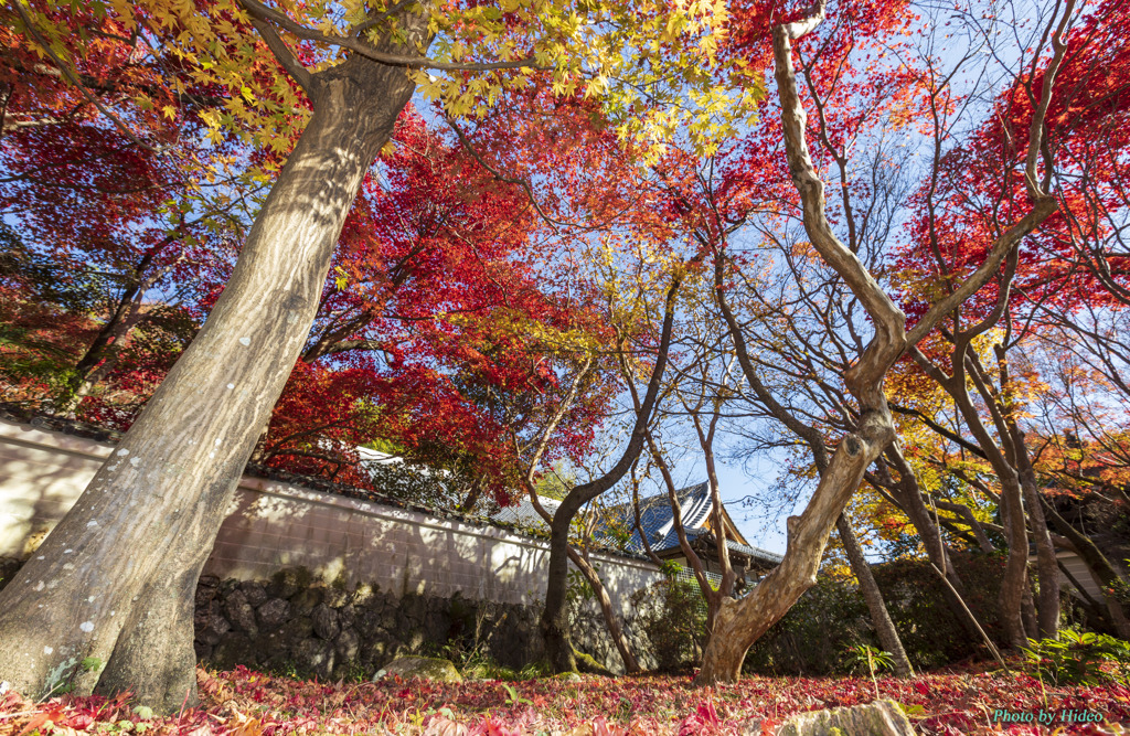 勝持寺3