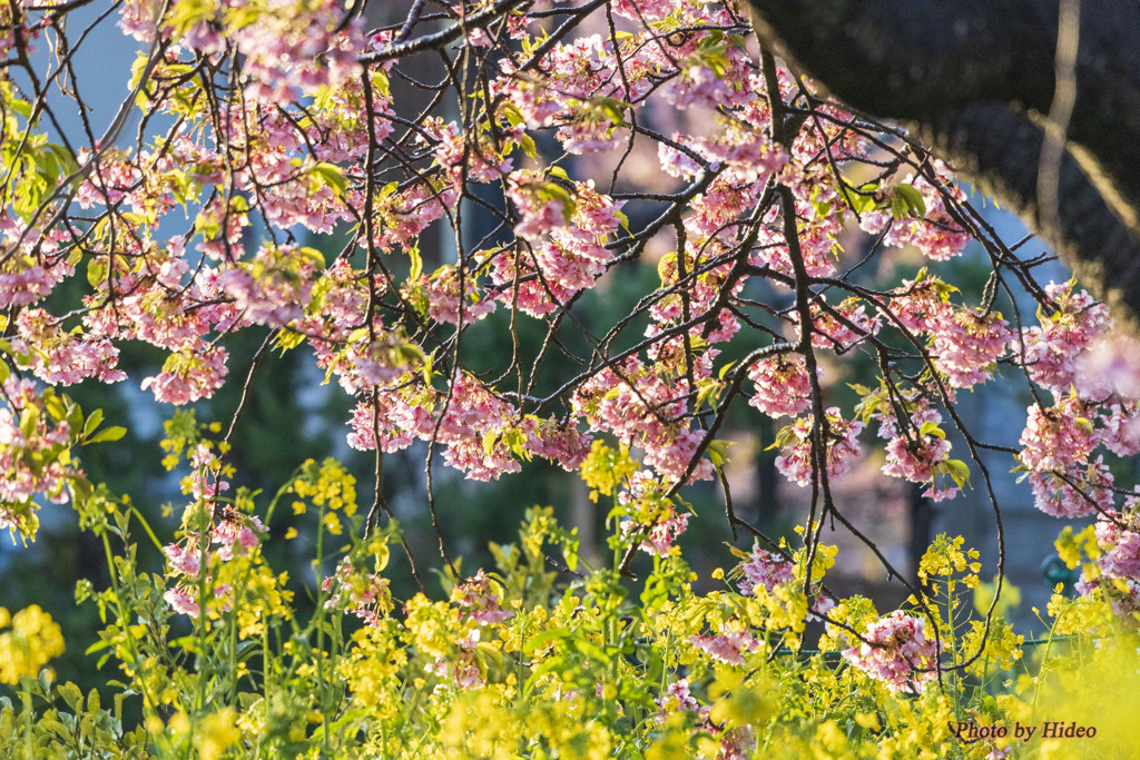 河津桜3