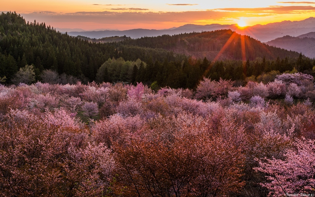 桜峠