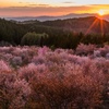 桜峠