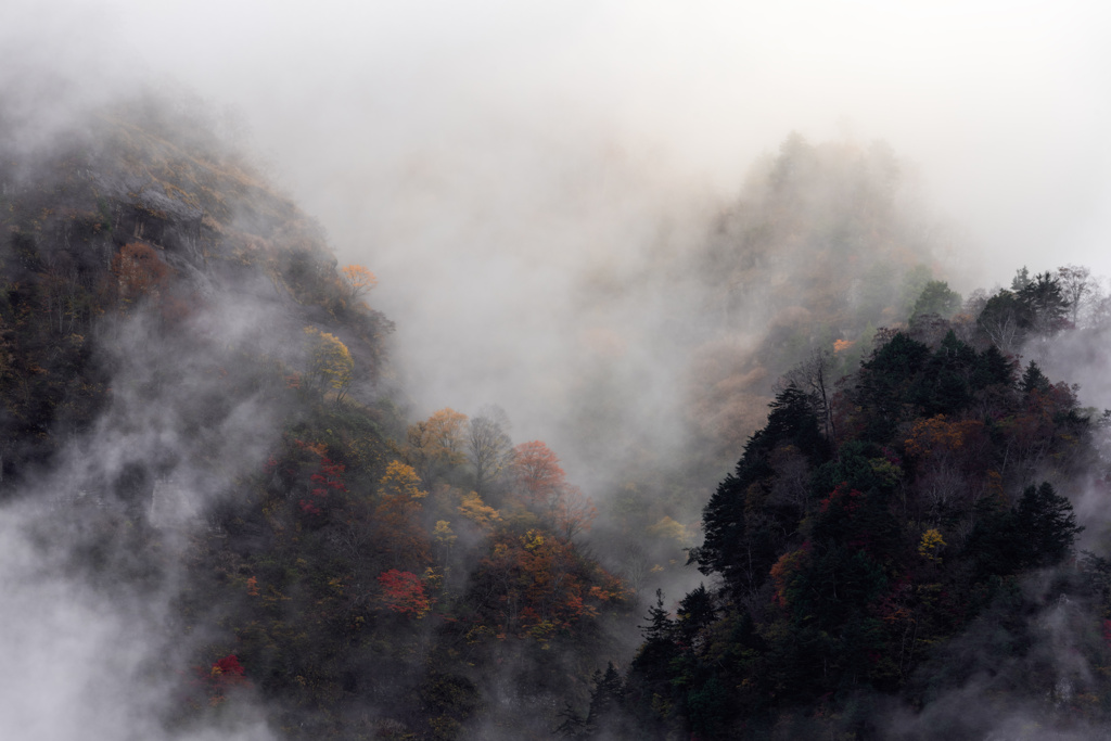 靄と紅葉