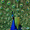 孔雀