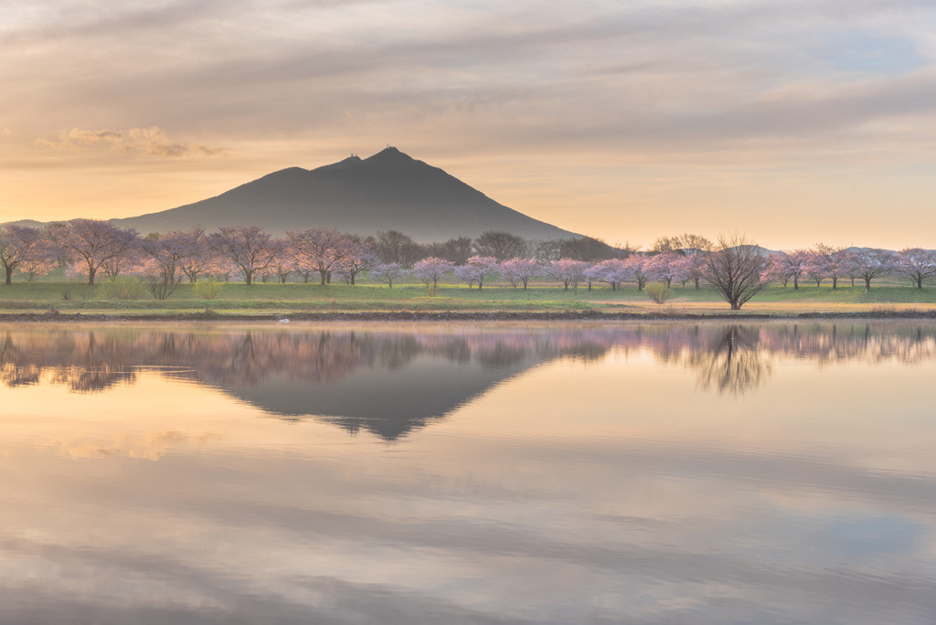 桜と筑波山