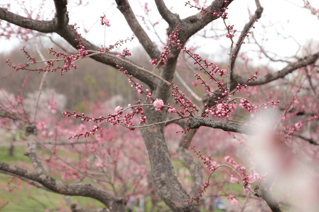 2016.05.03_17.33.42_FHD.CR2