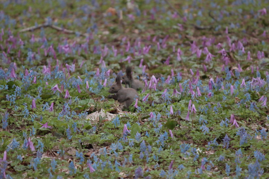 2016.05.03_04.43.10_FHD.CR2