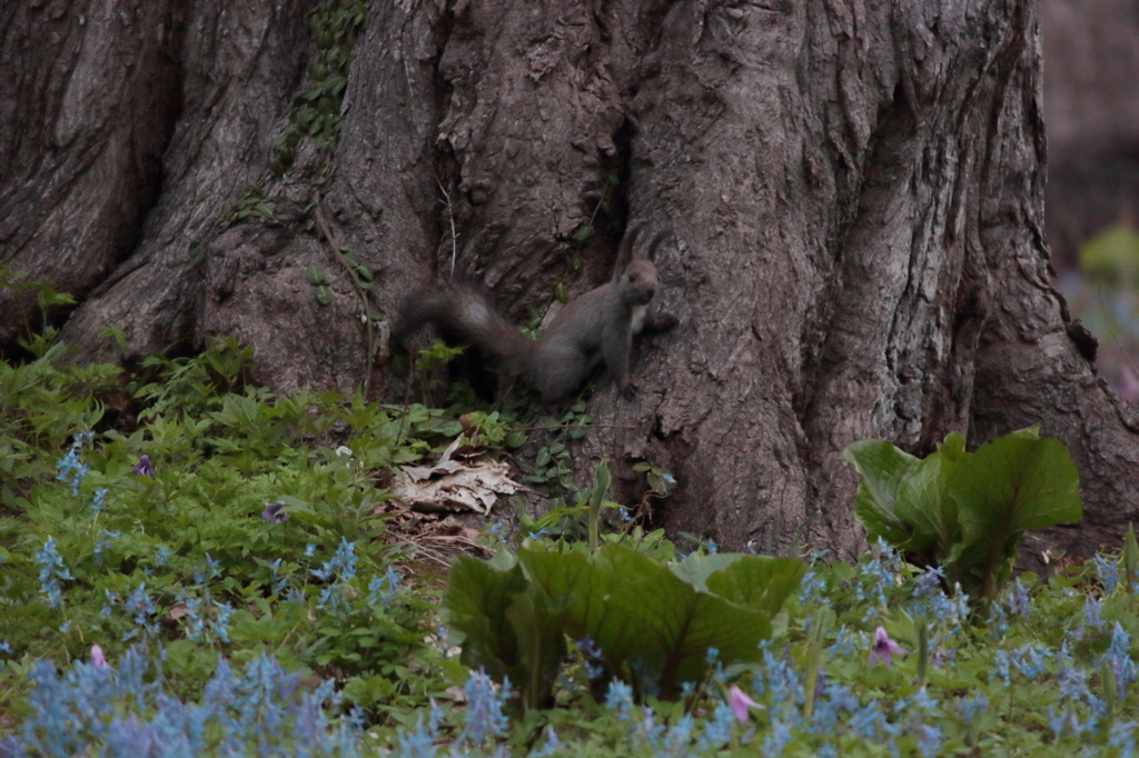 2016.05.03_04.40.58_FHD.CR2