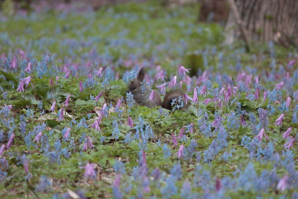 2016.05.03_04.39.54_FHD.CR2