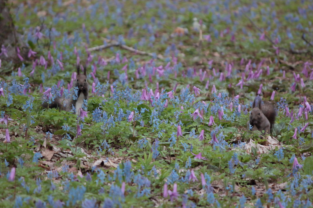 2016.05.03_04.47.12_FHD.CR2