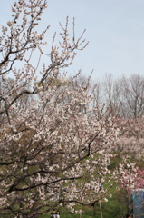 2016.05.03_15.46.32_FHD.CR2