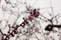 2016.05.03_17.35.30_FHD.CR2