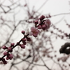 2016.05.03_17.35.30_FHD.CR2