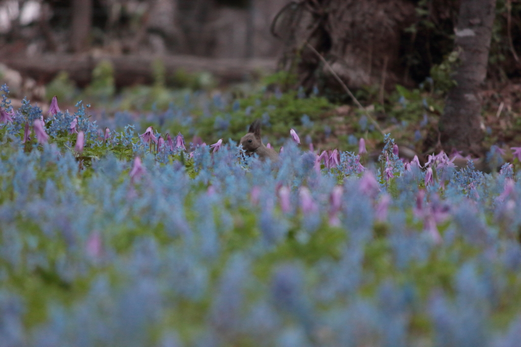 2016.05.03_04.42.06_FHD.CR2