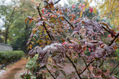 雪の上野公園