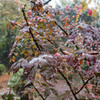 雪の上野公園