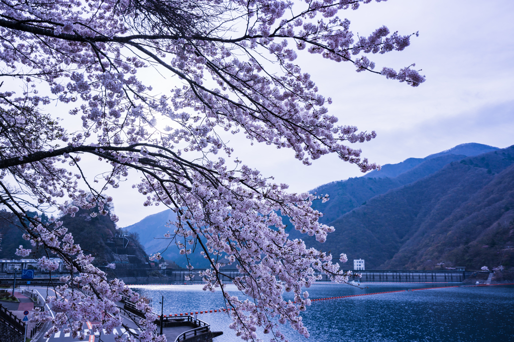 奥多摩の桜