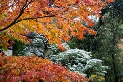 雪の上野公園