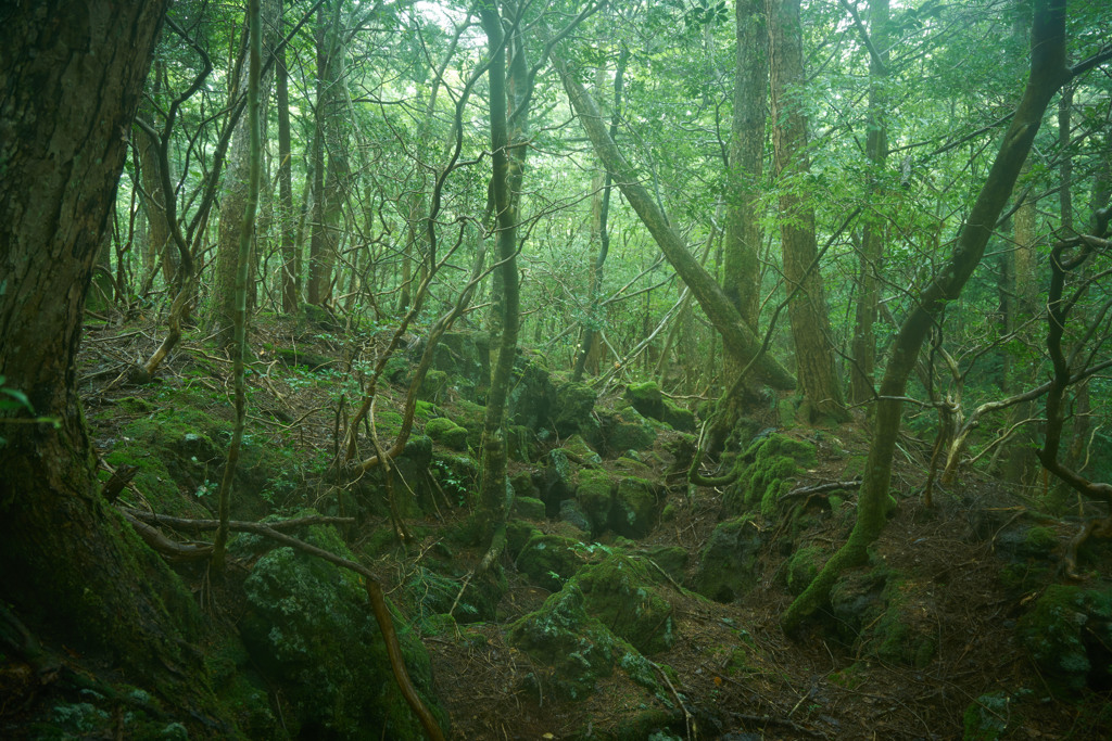 富士樹海6