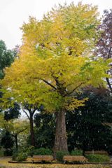 雪の上野公園