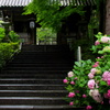 熊谷寺の紫陽花