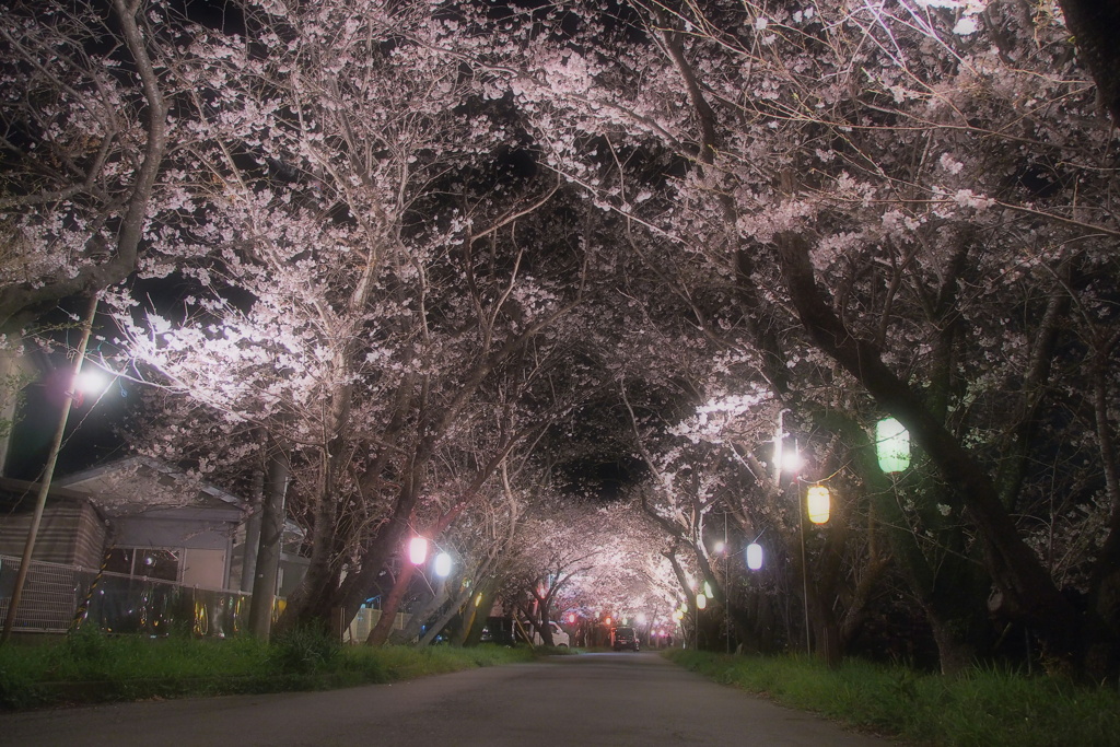 夜桜