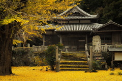 四門寺の銀杏