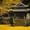 四門寺の銀杏