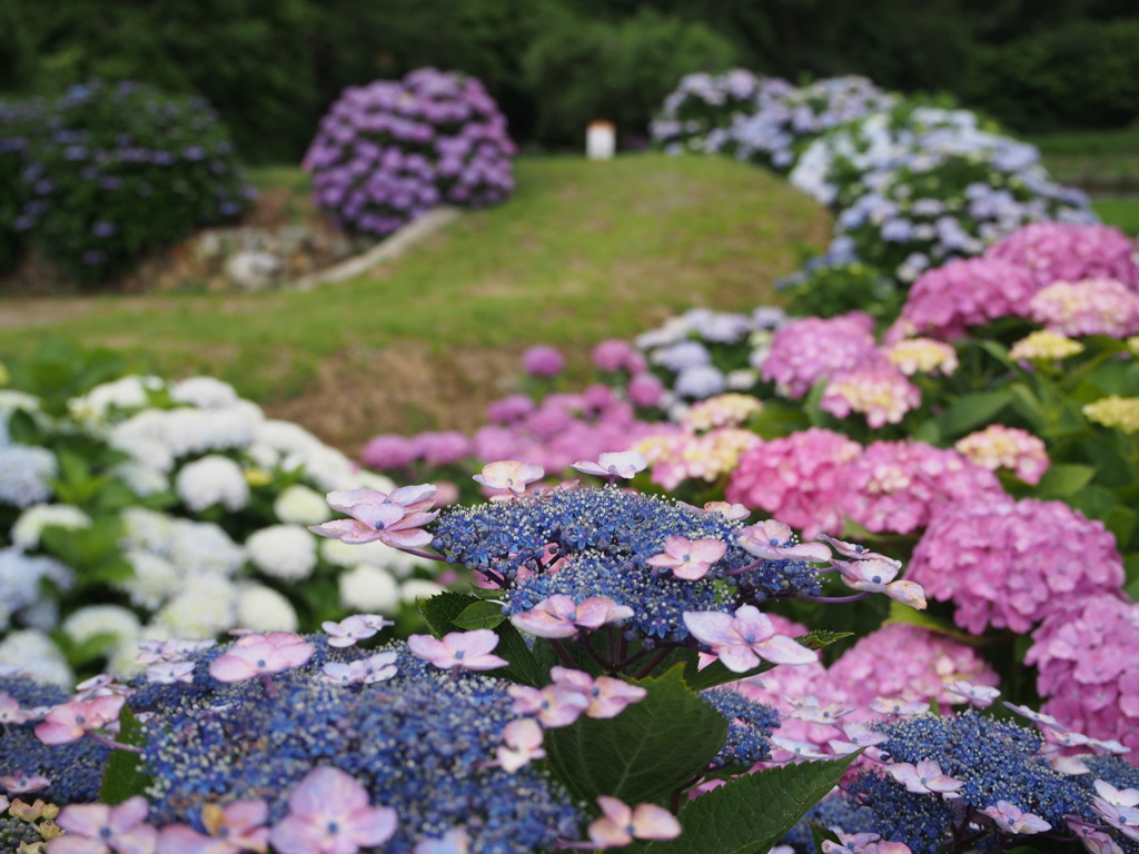 紫陽花