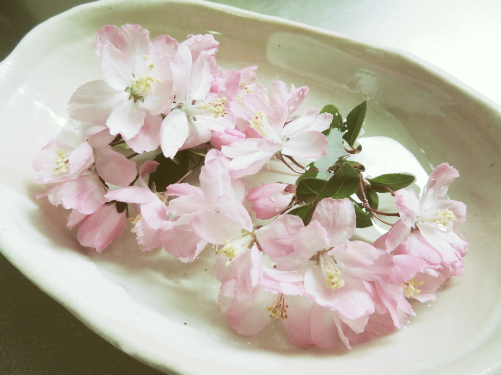 桜の水盤5