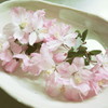 桜の水盤5