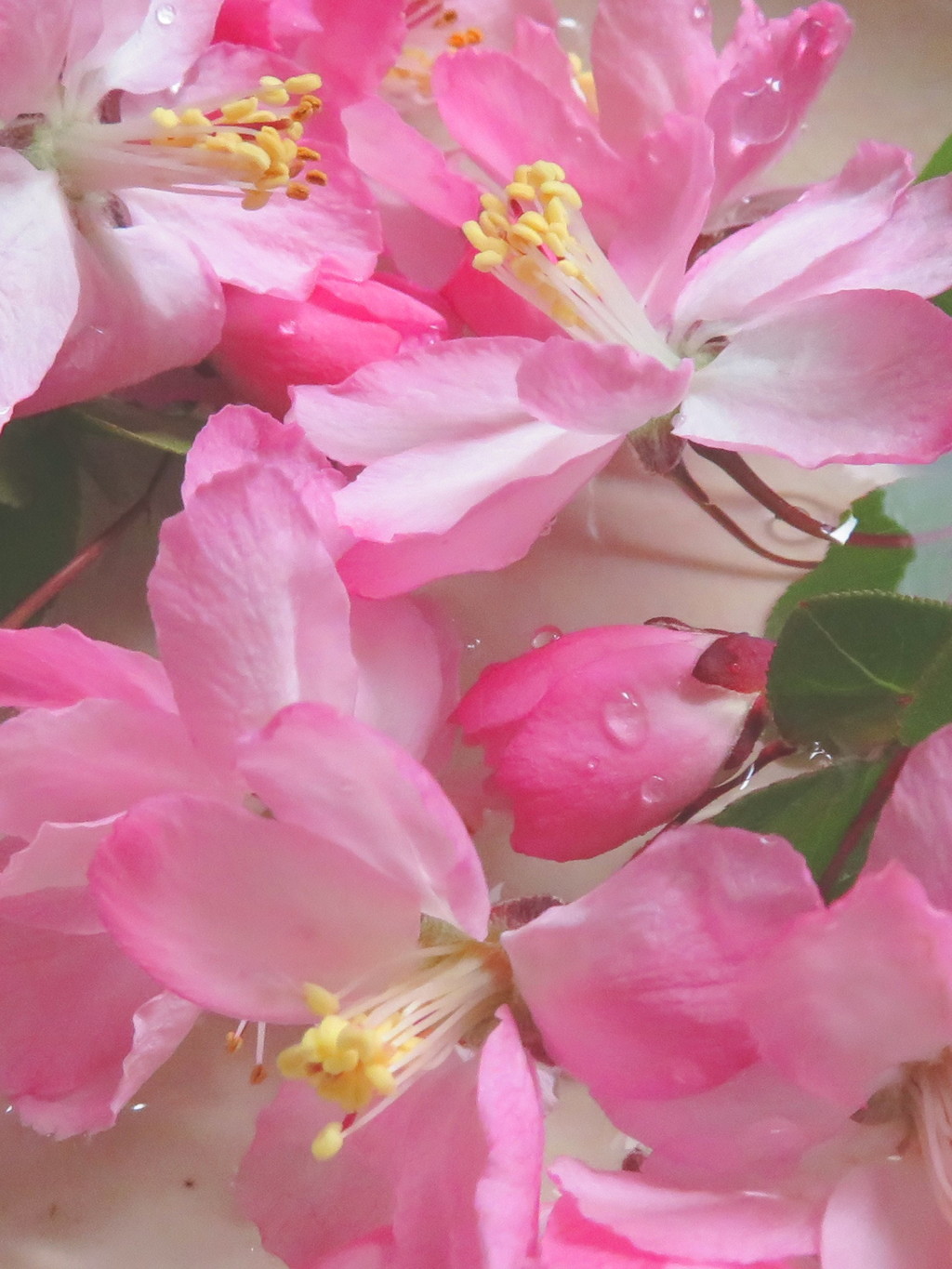 桜の水盤3