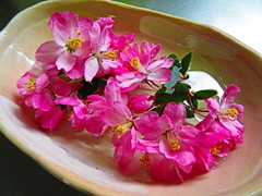 桜の水盤2