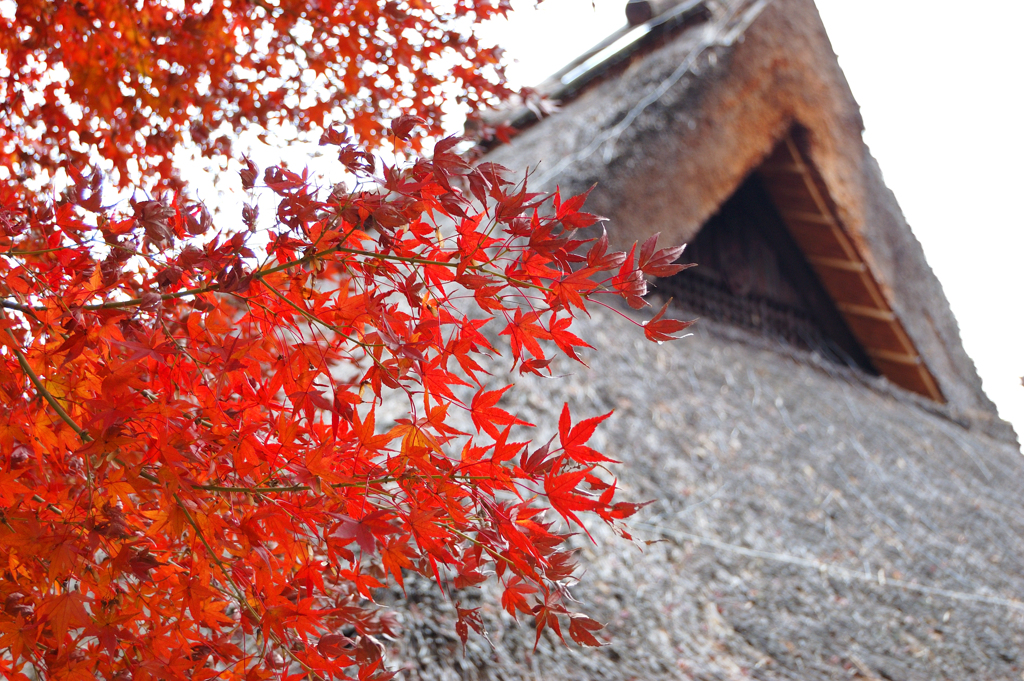 紅を添えて