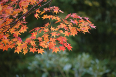 Momiji