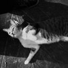 印象深い猫