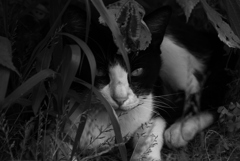 御縁のあった猫たち