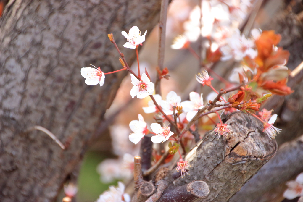 芽生える