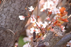 芽生える