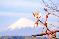 桜富士