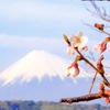 桜富士