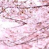 サクラマフ