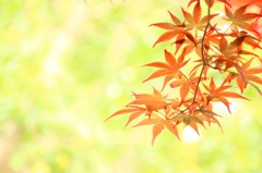 春の紅葉