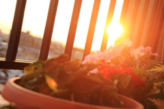 夕日照らす