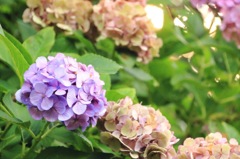 夕暮れの紫陽花