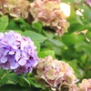 夕暮れの紫陽花