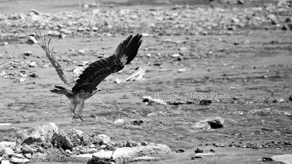 KYOTO　NATURE　300mm　2557